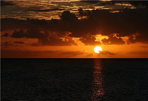 日出,苍鹭岛,澳大利亚
