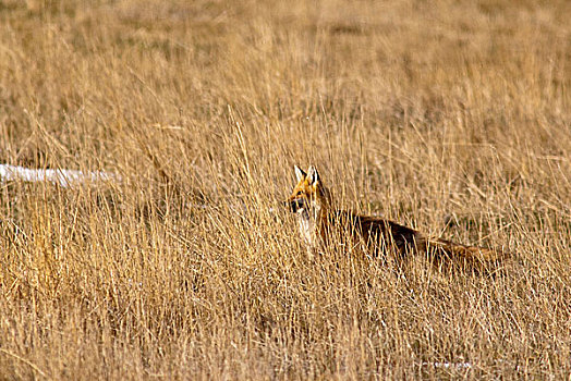 成熟,红狐,抓住,田鼠,草地,靠近,山岗,蒙大拿