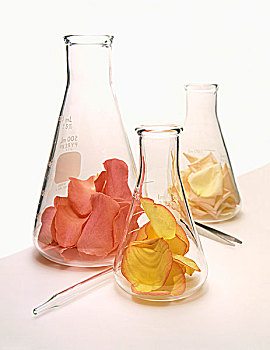 种类,玫瑰花瓣,实验室,烧杯,白色背景