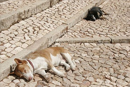 睡觉,狗,小路,阿尔加维,葡萄牙