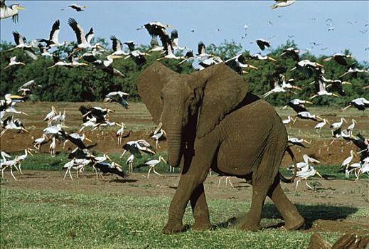 非洲象,雄性动物,室外,防卫姿势,塞伦盖蒂国家公园,坦桑尼亚