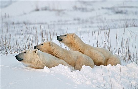 北极熊,母亲,一岁,幼兽,卧,雪中,丘吉尔市,曼尼托巴,加拿大