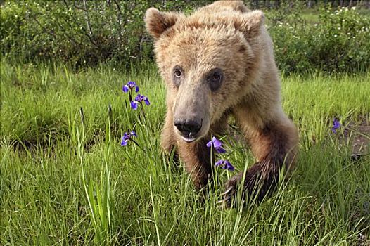 幼兽,棕熊,走,野花,阿拉斯加,夏天