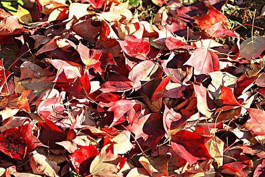 三角枫,秋叶,红叶
