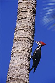 雄性,攀登,棕榈树,萨尼伯尔岛,佛罗里达,美国