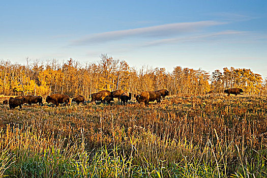 牧群,野牛,麋鹿,岛屿,艾伯塔省,加拿大
