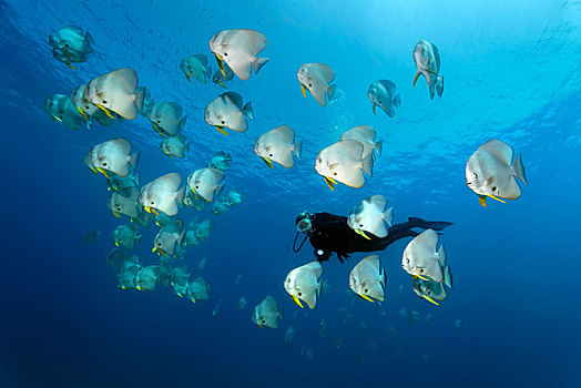 潜水,成群,蝙蝠鱼,燕鱼属,游动,公海,岛屿,自然保护区,省,印度洋,阿曼,亚洲