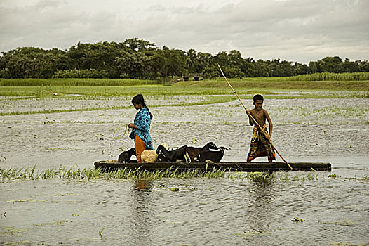 乡村,孩子,牛,船,椰树,沼泽,孟加拉,2007年