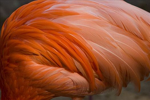 大红鹳,火烈鸟,特写,羽毛,圣地牙哥动物园,加利福尼亚