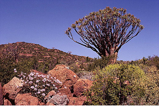 抖树,南非