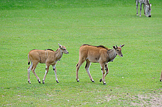 伊兰羚羊,大角斑羚,一对,走在草