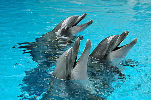 三个,普通,宽吻海豚,水中