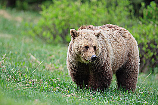 大灰熊,棕熊,吃草,亚高山,加拿大西部,加拿大