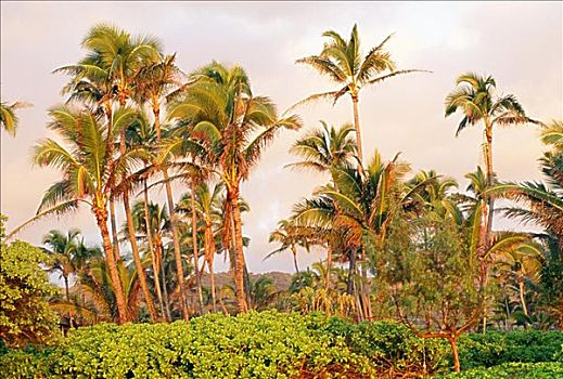 夏威夷,威陆亚,棕榈树,软,阳光,围绕,绿色植物