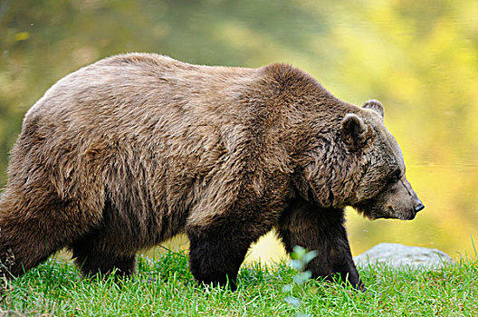 侧视图,欧洲棕熊,熊棕熊棕熊,步行,巴伐利亚森林国家公园,巴伐利亚,德国