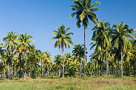 椰树,种植园,海滩,安达曼海,泰国,亚洲