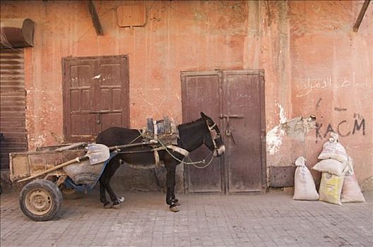 驴,手推车,正面,商店,摩洛哥