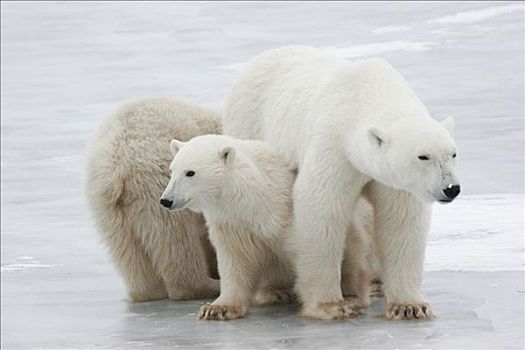 北极熊,家族,丘吉尔市,曼尼托巴,加拿大