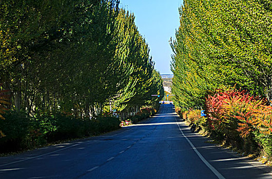 乡间公路和白杨树