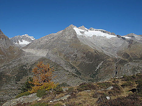 雪山,黄色,落叶松属植物