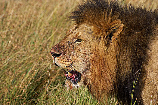 非洲狮,狮子,雄性,马赛马拉,公园,肯尼亚