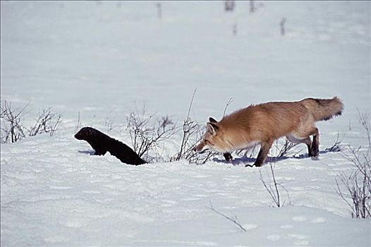 红狐,貂