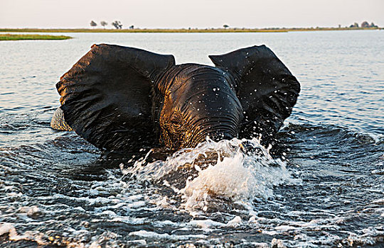 非洲象,雄性动物,乔贝,河,愤怒,靠近,船,摄影师,亮光,晚间,乔贝国家公园,博茨瓦纳,非洲