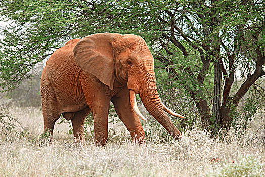非洲,灌木,大象,非洲象,雄性动物,遮盖,红色,沙子,西察沃国家公园,肯尼亚