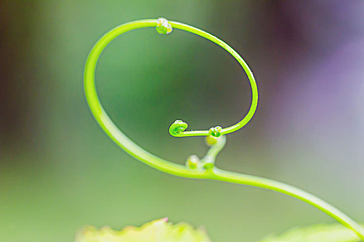 新生嫩芽