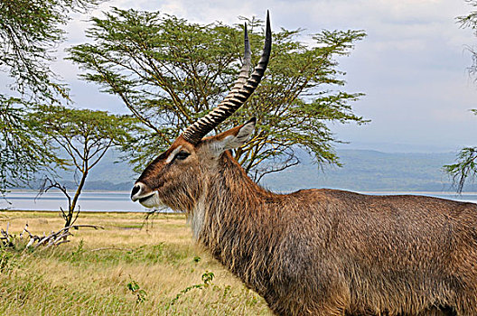 水羚,雄性,纳库鲁湖国家公园,肯尼亚,非洲