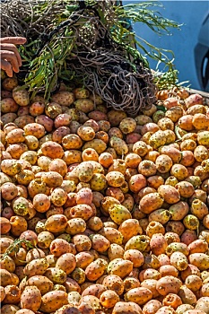无花果,水果,马拉喀什,市场,摩洛哥