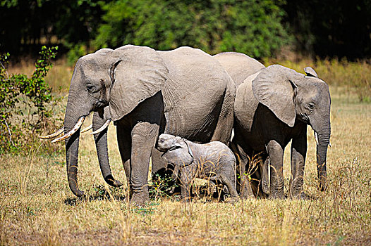 非洲象,家族,小动物,南卢安瓜国家公园,赞比亚,非洲
