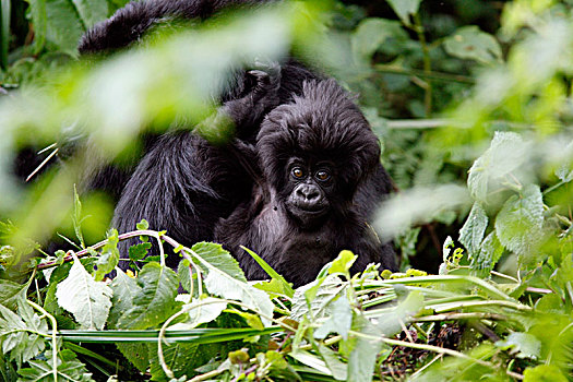 大猩猩,卢旺达