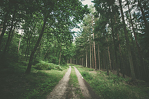 徒步旅行,深绿,树林,松树