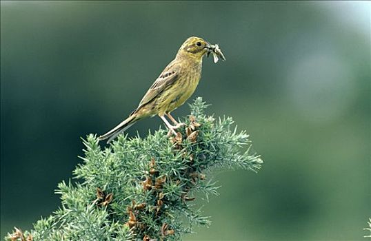 金翼啄木鸟,黄鹀,成年,栖息,昆虫,鸟嘴,欧洲