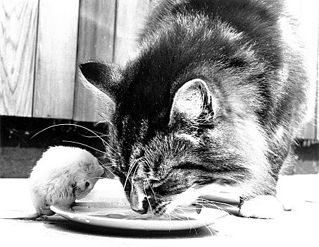 猫,吃,一起,老鼠,盘子,英格兰,英国