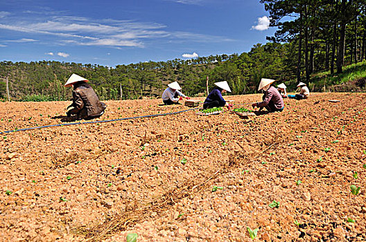 种植,沙拉,几个,女人,幼苗,田间工作,大叻,中部高地,越南,亚洲