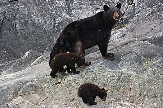 黑熊,幼兽,冰川国家公园,保存,阿拉斯加,美国
