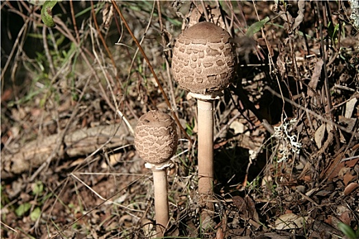 特写,年轻,伞状蘑菇