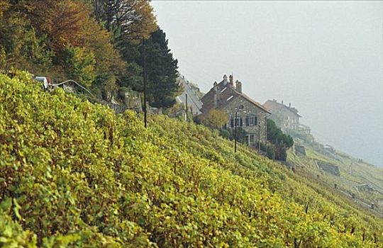 葡萄园,产酒区,沃州,瑞士
