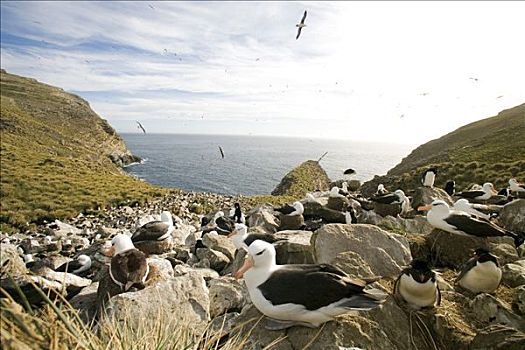 福克兰群岛,黑眉信天翁,孵卵,蛋,悬崖顶,生物群