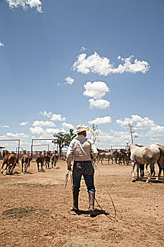 牛仔,绳索,畜栏,马,德克萨斯,美国