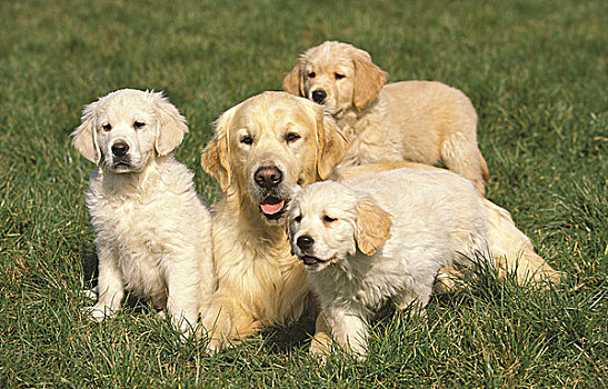 金毛猎犬,狗,母兽,小狗