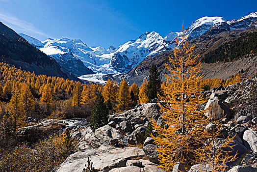 金色,黄色,落叶松属植物,山谷,靠近,对比,永恒,冰,山丘,瑞士