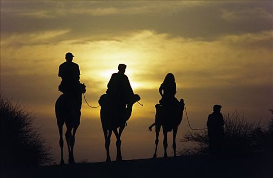 马里,骆驼,长途旅行者,撒哈拉,沙,靠近