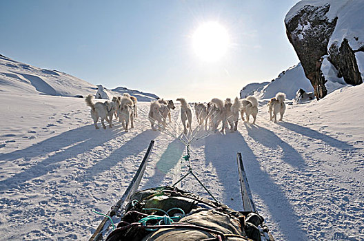 狗拉雪橇,旅游,伊路利萨特冰湾,格陵兰,北极,北美