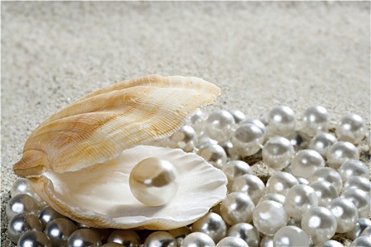 海滩,白沙,珍珠,壳,蛤蜊,微距