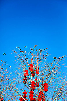 蓝天下挂着红灯笼的树枝上栖息着鸽子群