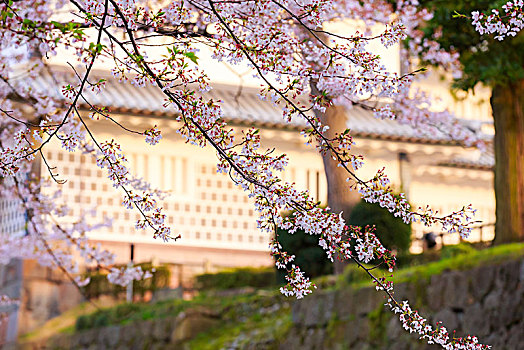 樱花,金泽,城堡,公园,石川,日本