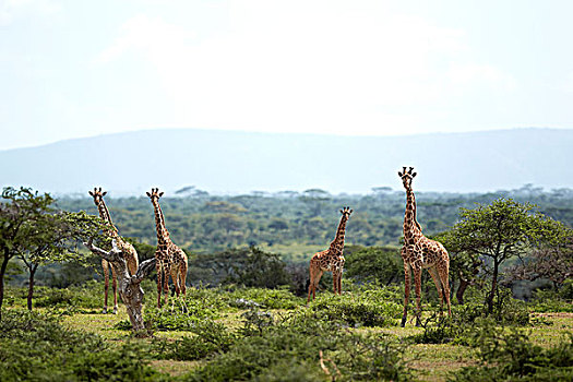 长颈鹿,塞伦盖蒂,坦桑尼亚,非洲